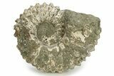 Bumpy Ammonite (Douvilleiceras) Fossil - Madagascar #254923-1